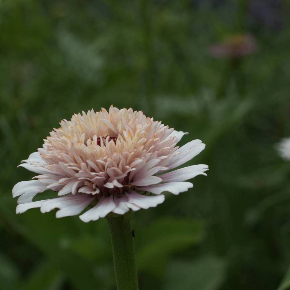 Meet your Posher, Tracy Z.